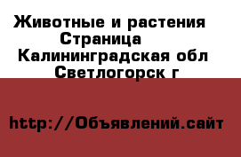  Животные и растения - Страница 38 . Калининградская обл.,Светлогорск г.